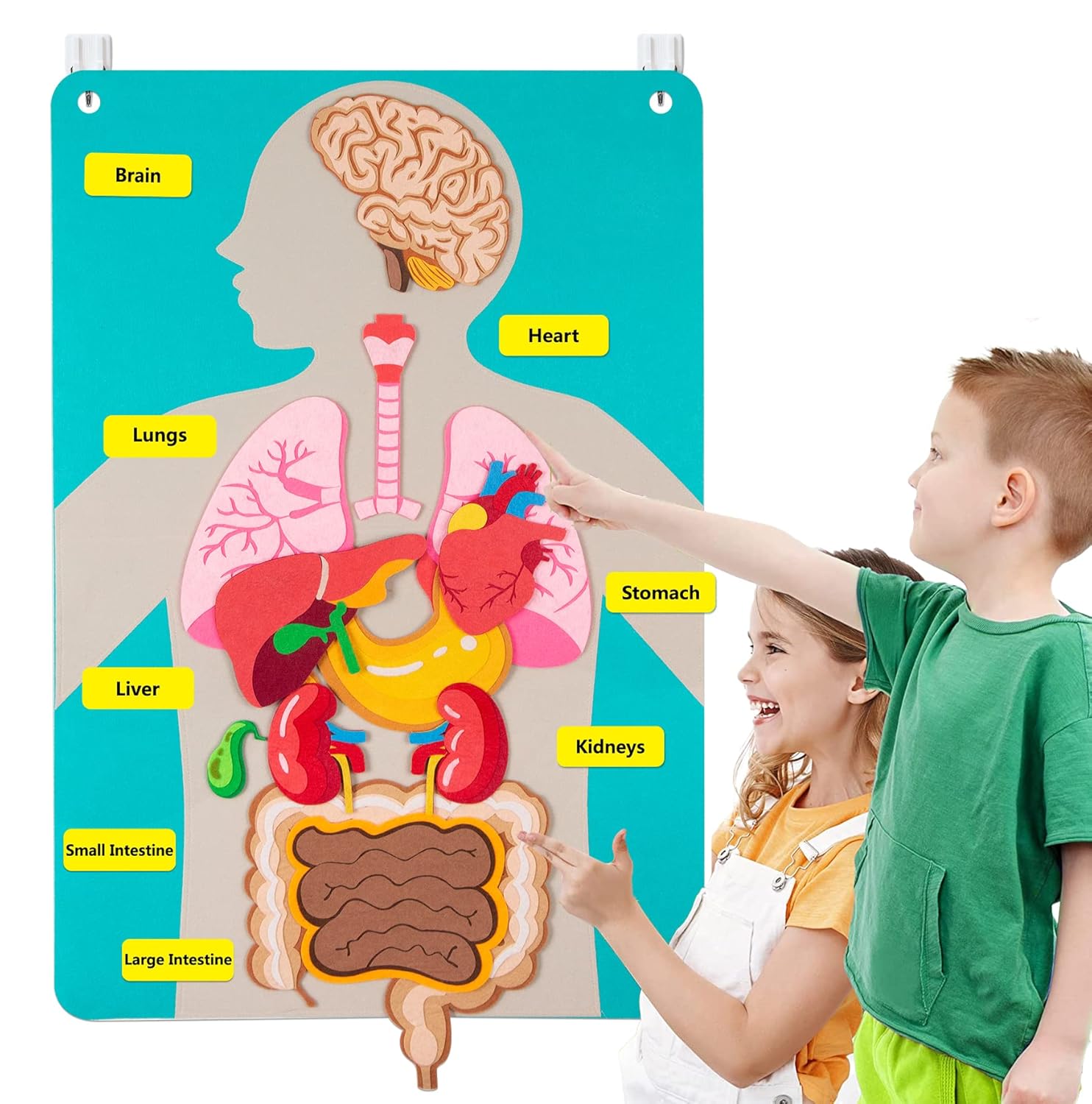 Kids Education Activities - Peças do corpo humano, placa de